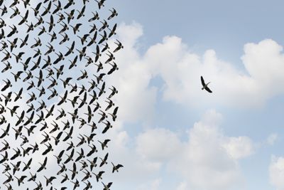 Gänseherde gegen den Himmel, alle bis auf eine fliegen nach links, eine einzelne fliegt nach rechts - © 123rf.com / lightwise