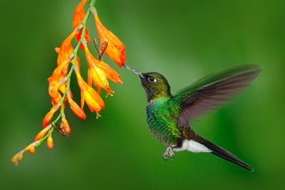 Foto von einem Kolibri, der Nektar von einer gelben Blume sammelt - © 123rf.com / ondrejprosicky